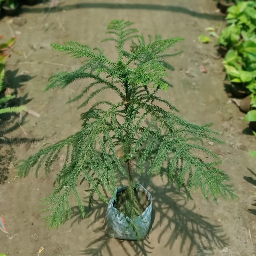 Araucaria Christmas Tree in 7 Inch Nursery Bag