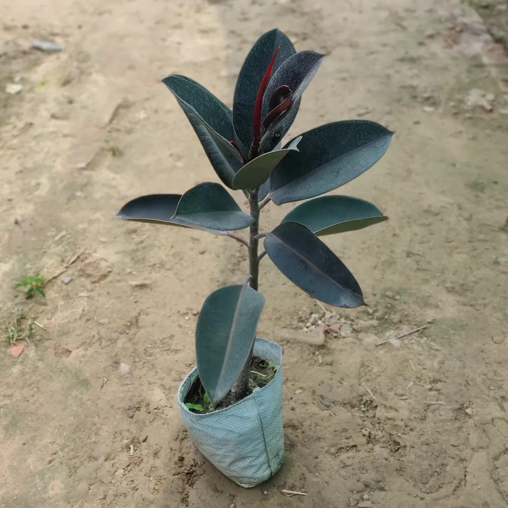 Rubber Plant (~2 Ft.) in 8 Inch Nursery Bag