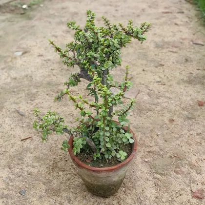 Buy Jade Plant Bonsai in 8 Inch Terracotta Pot Online | Urvann.com
