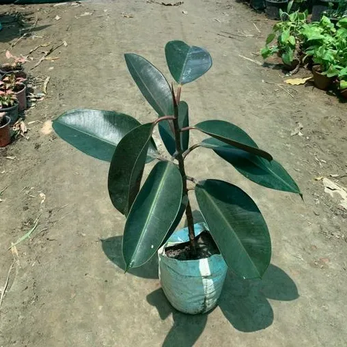Rubber Plant (2.5 Ft.) in 7 Inch Nursery Bag