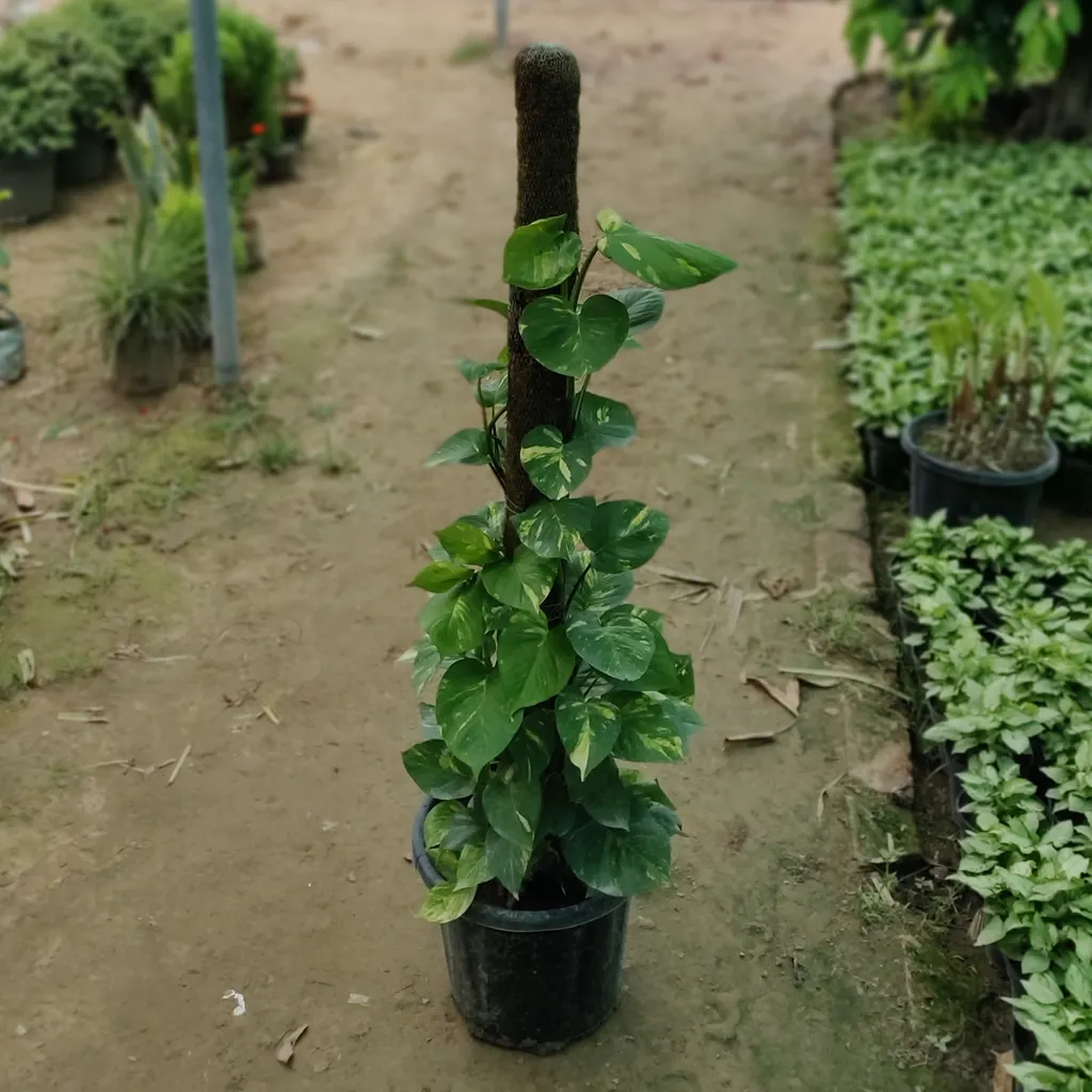 Money Plant with 4 Ft. Moss Stick in 12 Inch Plastic Pot