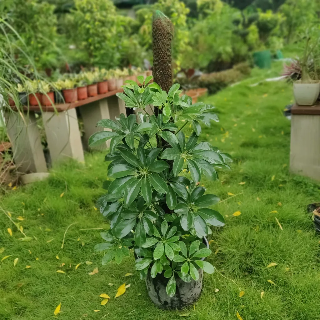 Schefflera Green with 4 feet Moss-Stick in 10 Inch Plastic Pot