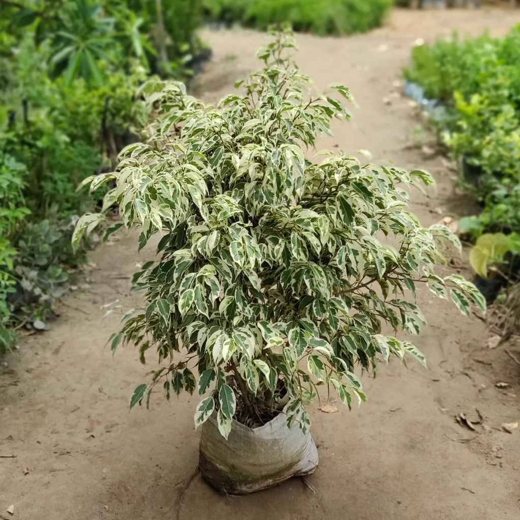 Starlight Ficus Bush in 10 Inch Nursery Bag