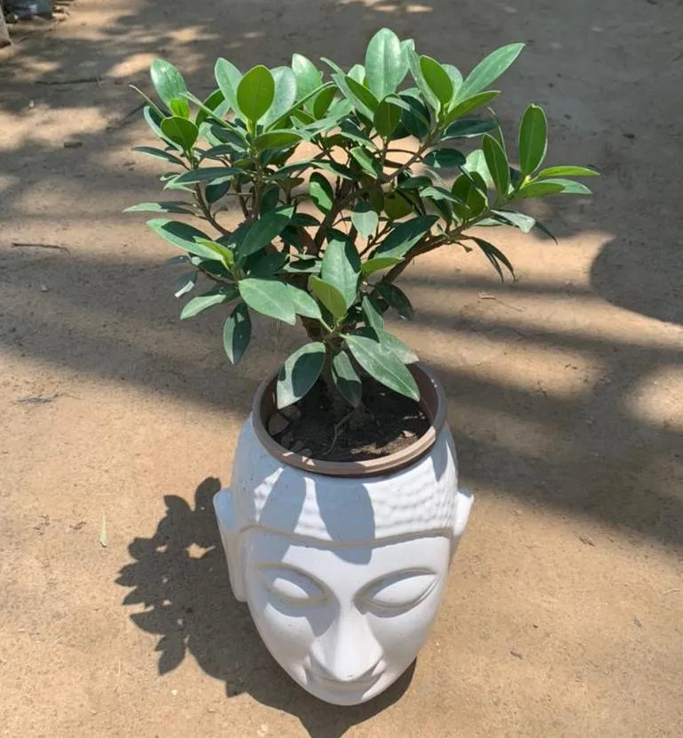 Ficus Bonsai in 5x10 Inch White Ceramic Buddha Planter
