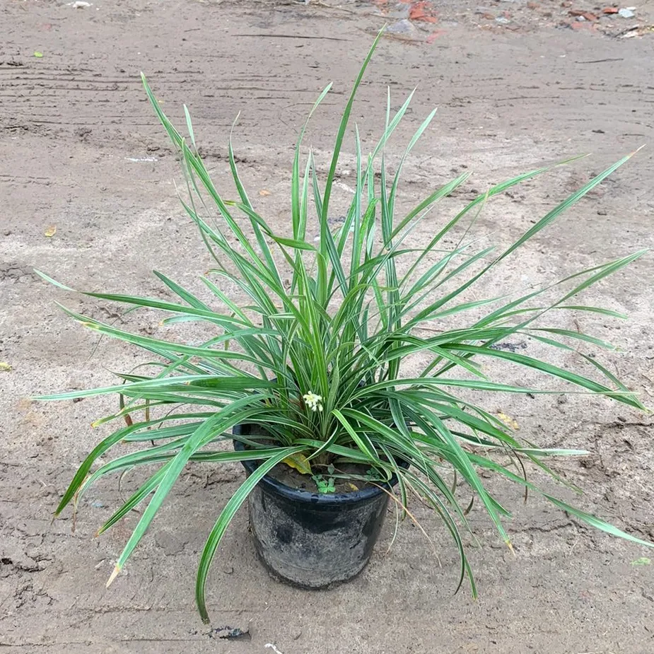 Ribbon Grass in 6 Inch Plastic Pot