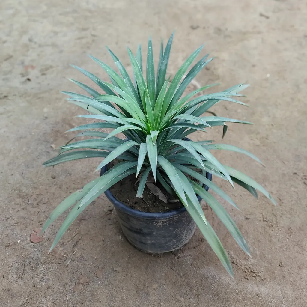 Yucca Plant in 6 Inch Plastic Pot