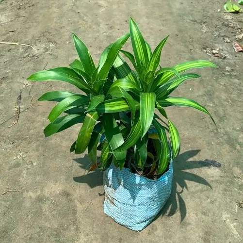 Messenger Plant in 7 Inch Nursery Bag