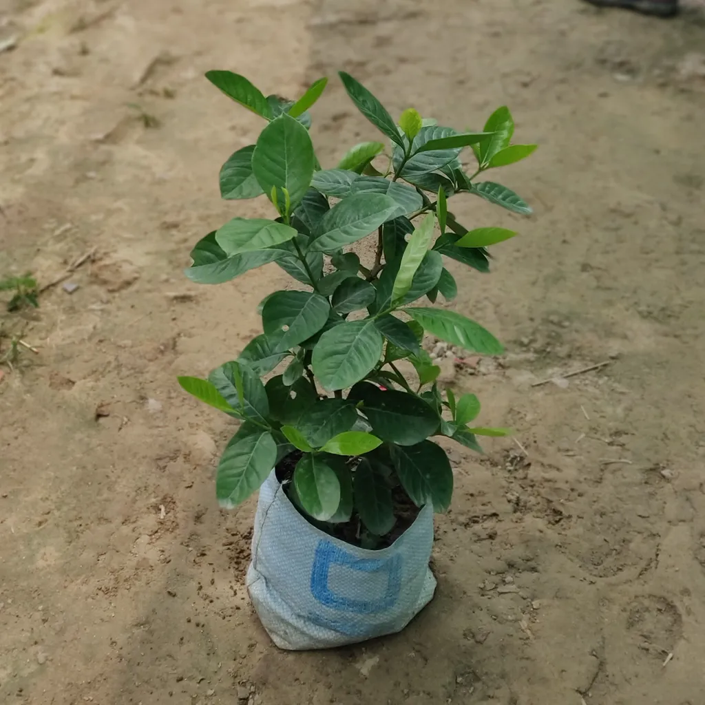 Gardenia Gandhraaj (any colour) in 8 Inch Nursery Bag