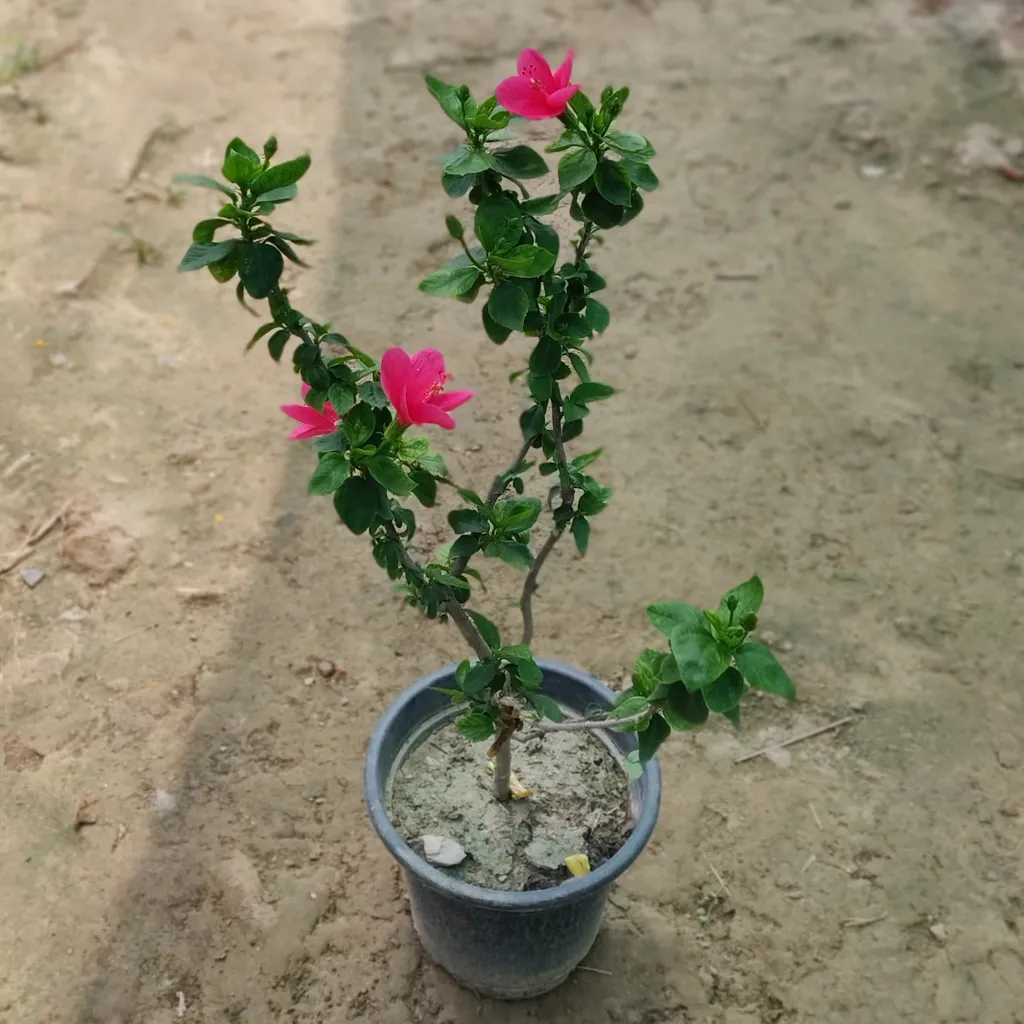 Pink Hibiscus High Choice in 6 Inch Plastic Pot