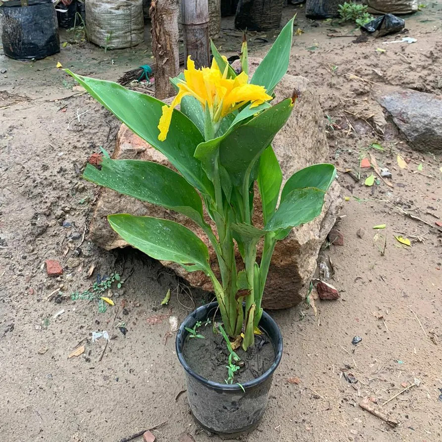 Canna Lily - Yellow in 8 Inch Plastic Pot