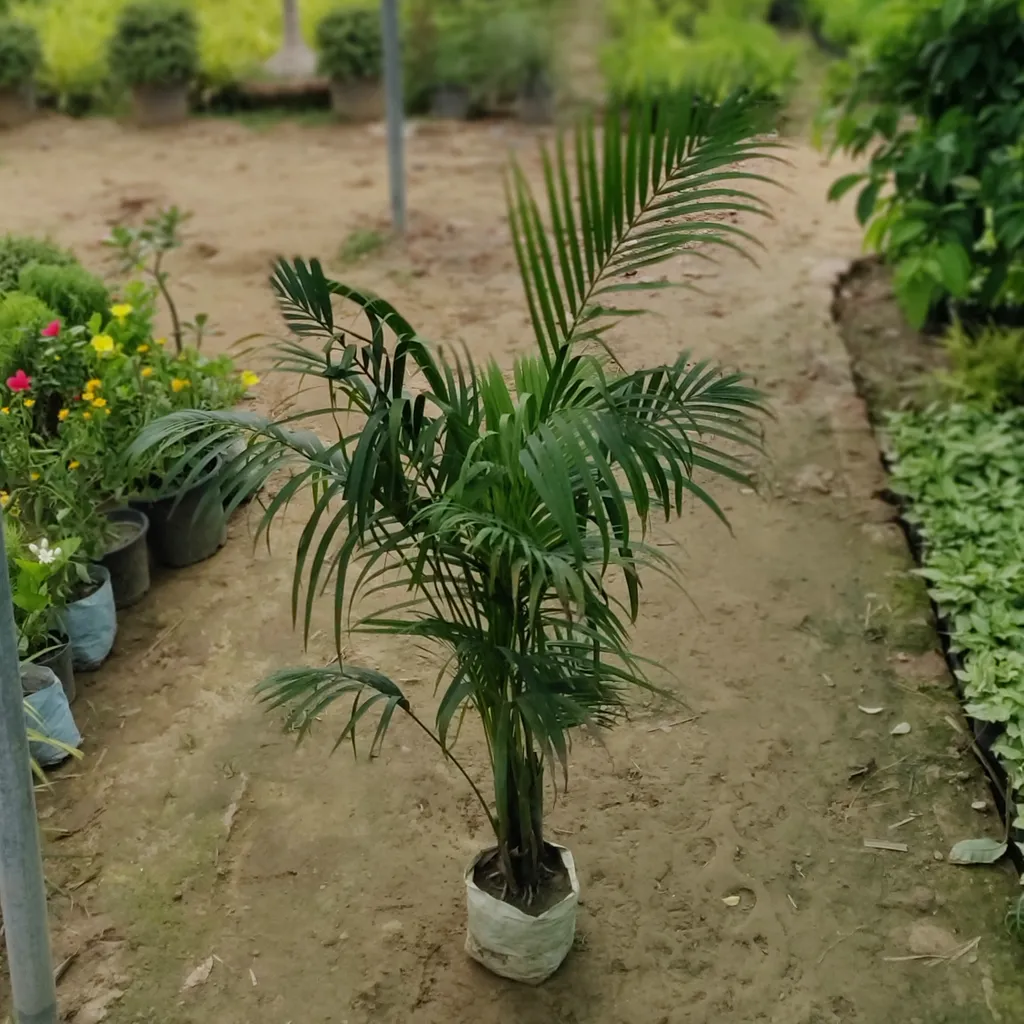 Areca Palm in 8 Inch Nursery Bag (~3.5 ft)