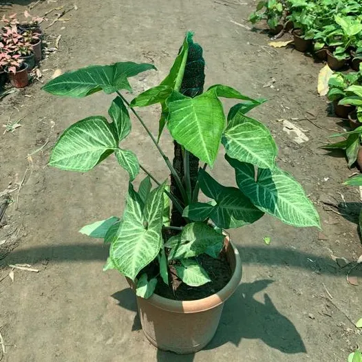 Syngonium with ~2 Ft. Moss Stick in 8 Inch Plastic Pot