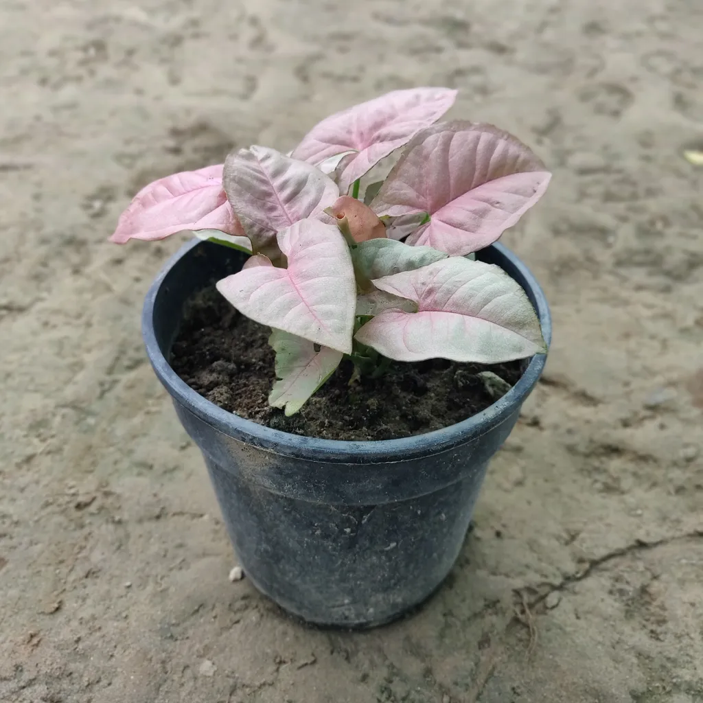 Syngonium Pink in 5 Inch Plastic Pot