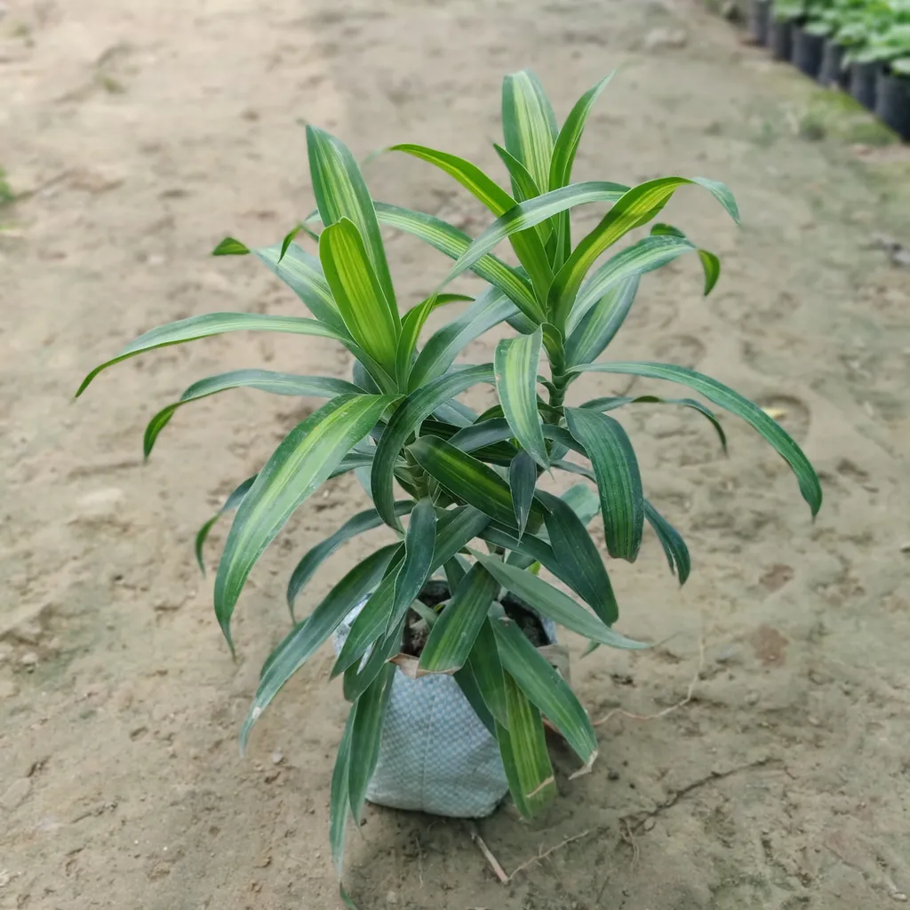 Messenger Plant (2in1) in 5 Inch Nursery Bag
