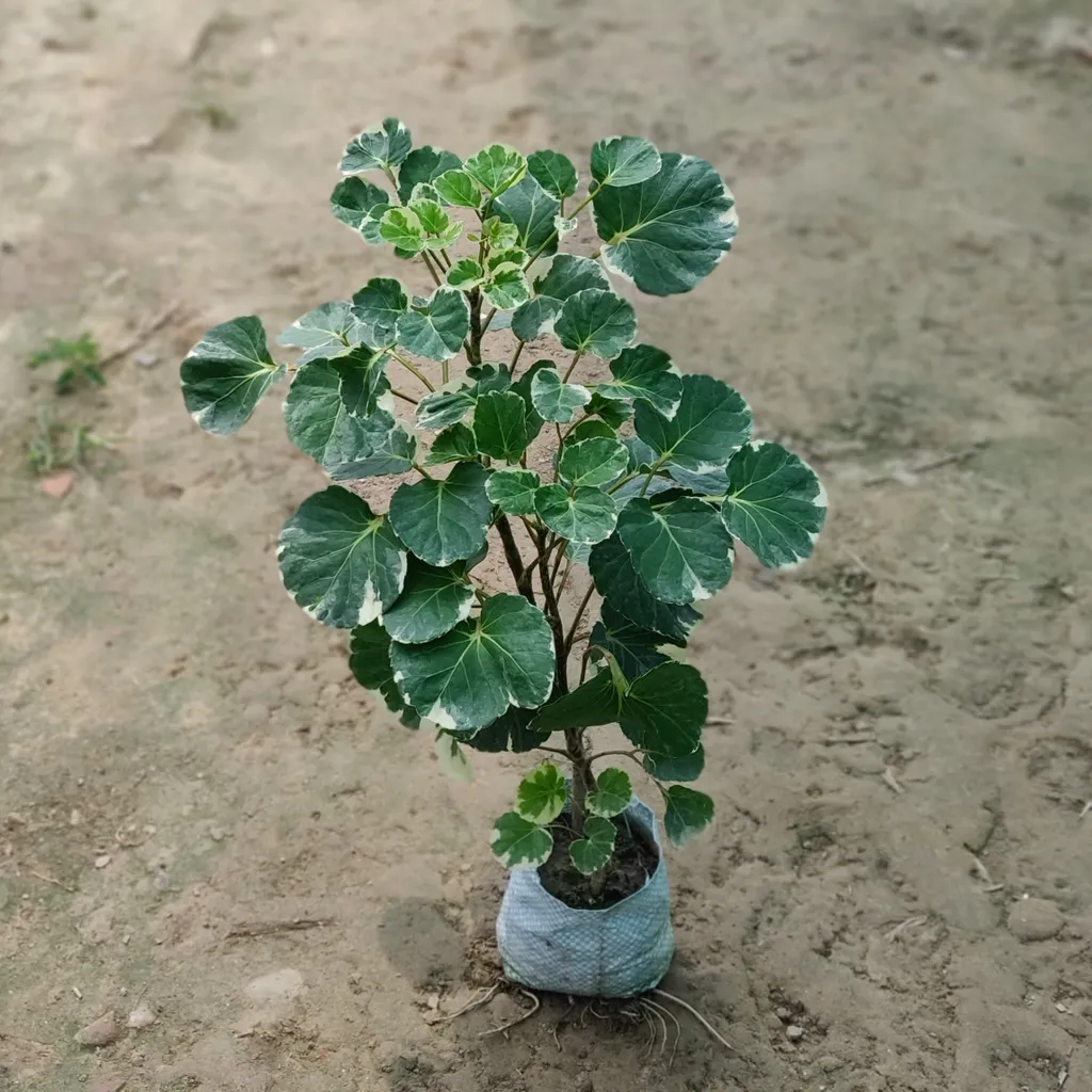 Aralia Apple Leaf in 5 Inch Nursery Bag