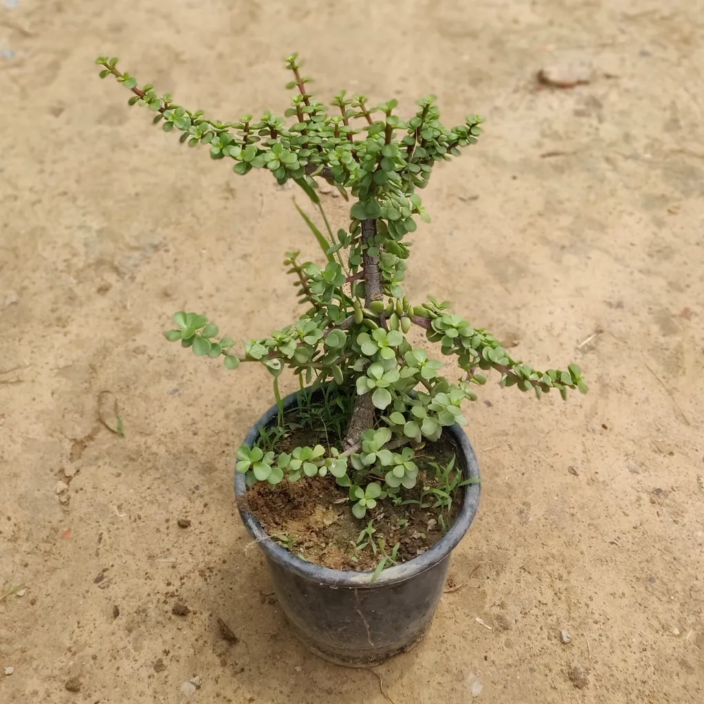 Jade Plant in 6 Inch Plastic Pot