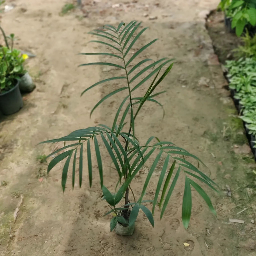 Cane Palm in 5 Inch Nursery Bag