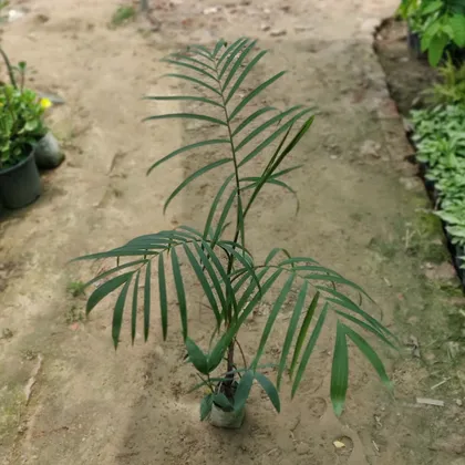 Buy Cane Palm in 5 Inch Nursery Bag Online | Urvann.com