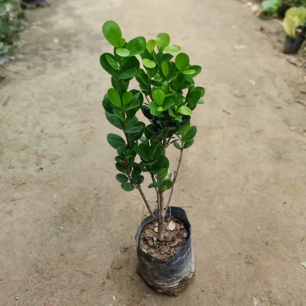 Ficus (Round Leaf) in 7 Inch Nursery Bag