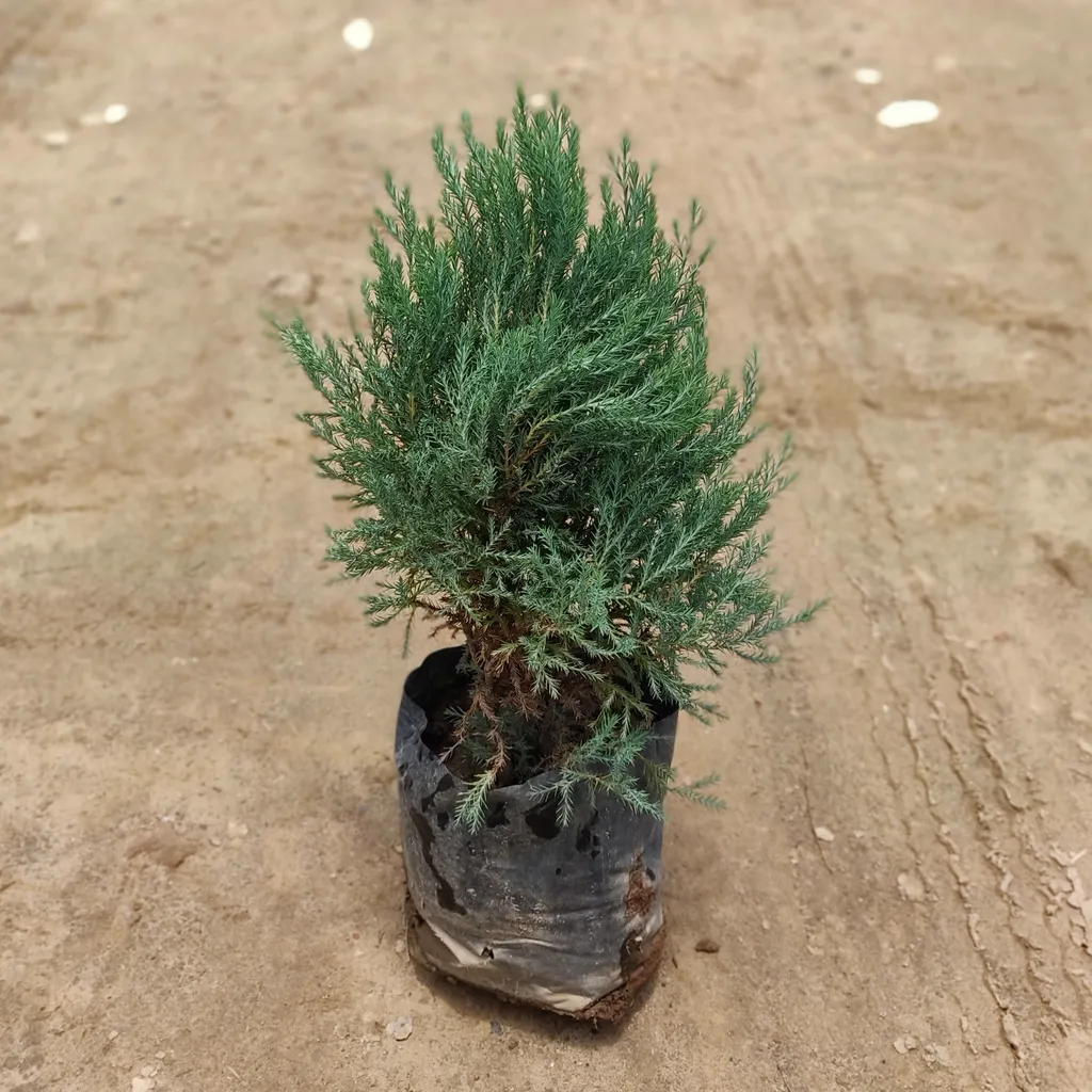 Juniperus in 8 Inch Nursery Bag