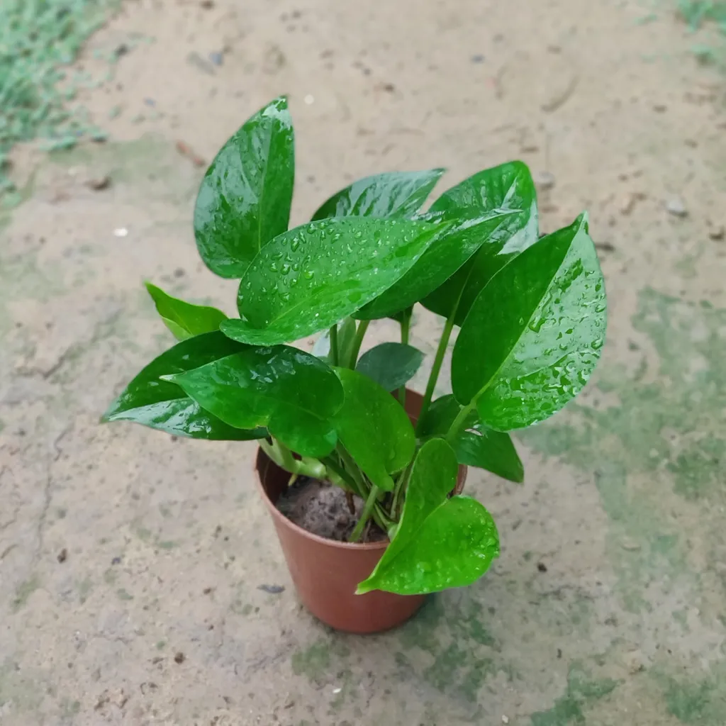 Green Money Plant in 4 Inch Plastic Pot