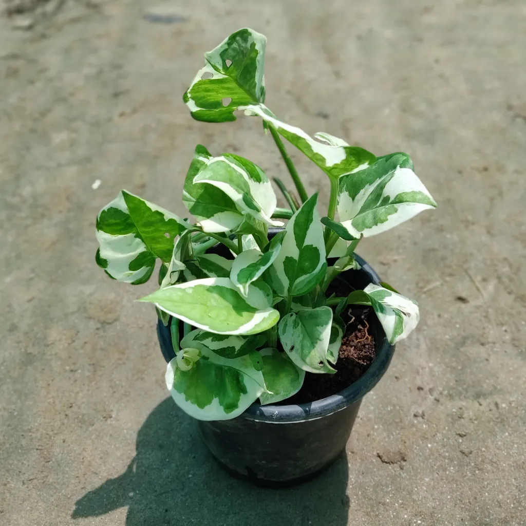 Marble Money Plant in 4 Inch Plastic Pot