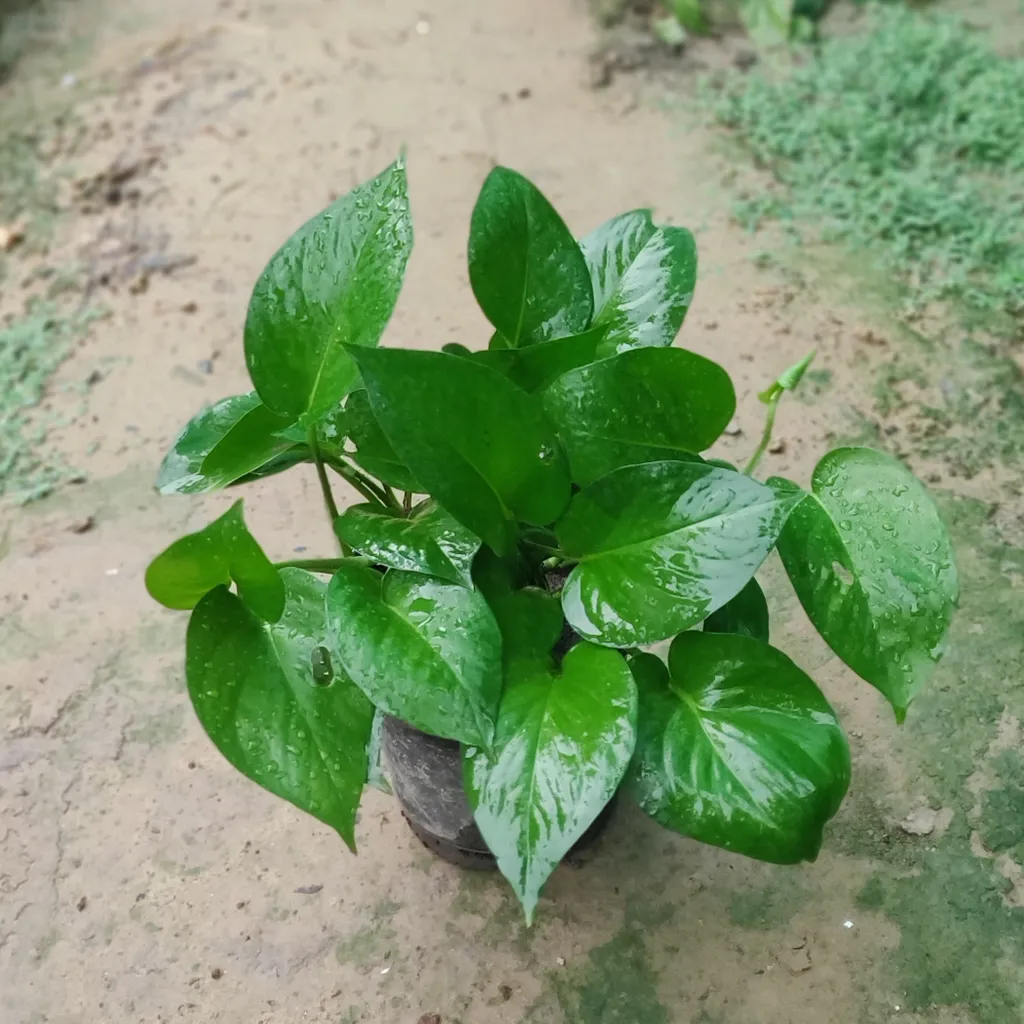 Green Money Plant in 6 Inch Plastic Pot