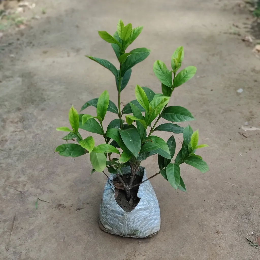 Ixora (Any Colour) in 7 Inch Nursery Bag