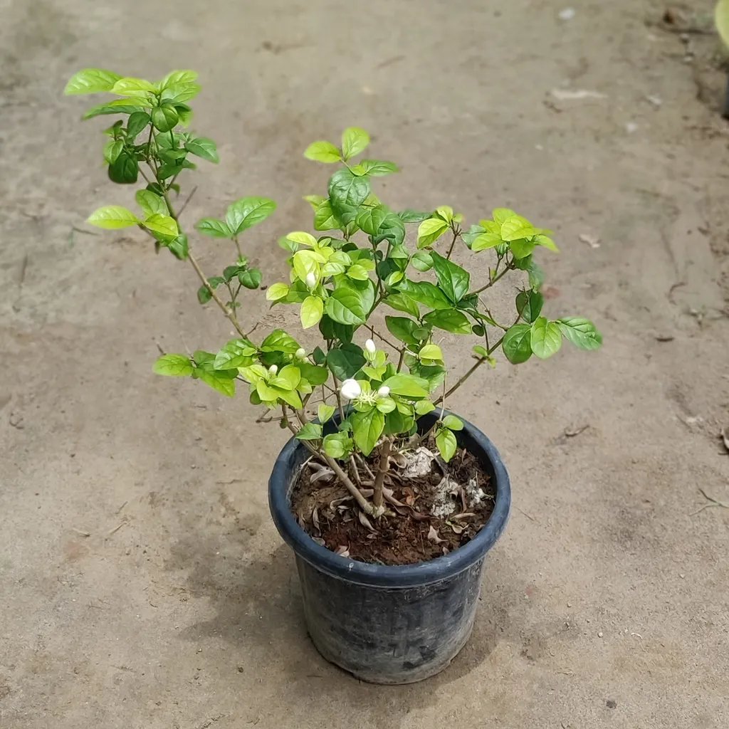 Motia Jasmine (Pune Variety) (any colour) in 8 Inch Plastic Pot