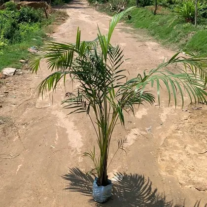 Buy Areca Palm (~ 4-5 Ft.)  in 7 Inch Nursery Bag Online | Urvann.com