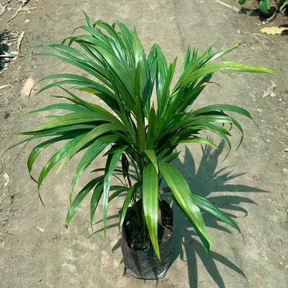 Buy Dwarf Areca Palm in 6 Inch Nursery Bag Online | Urvann.com