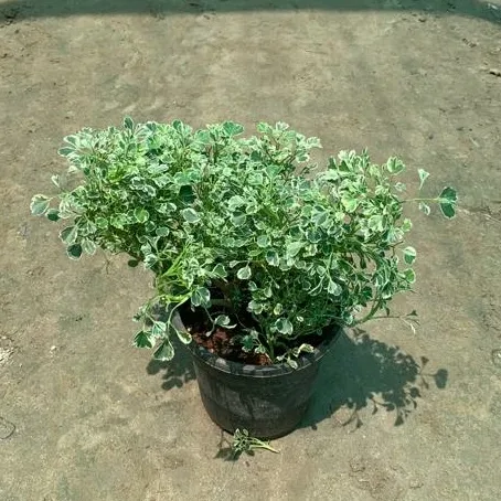 Aralia White in 5 Inch Plastic Pot
