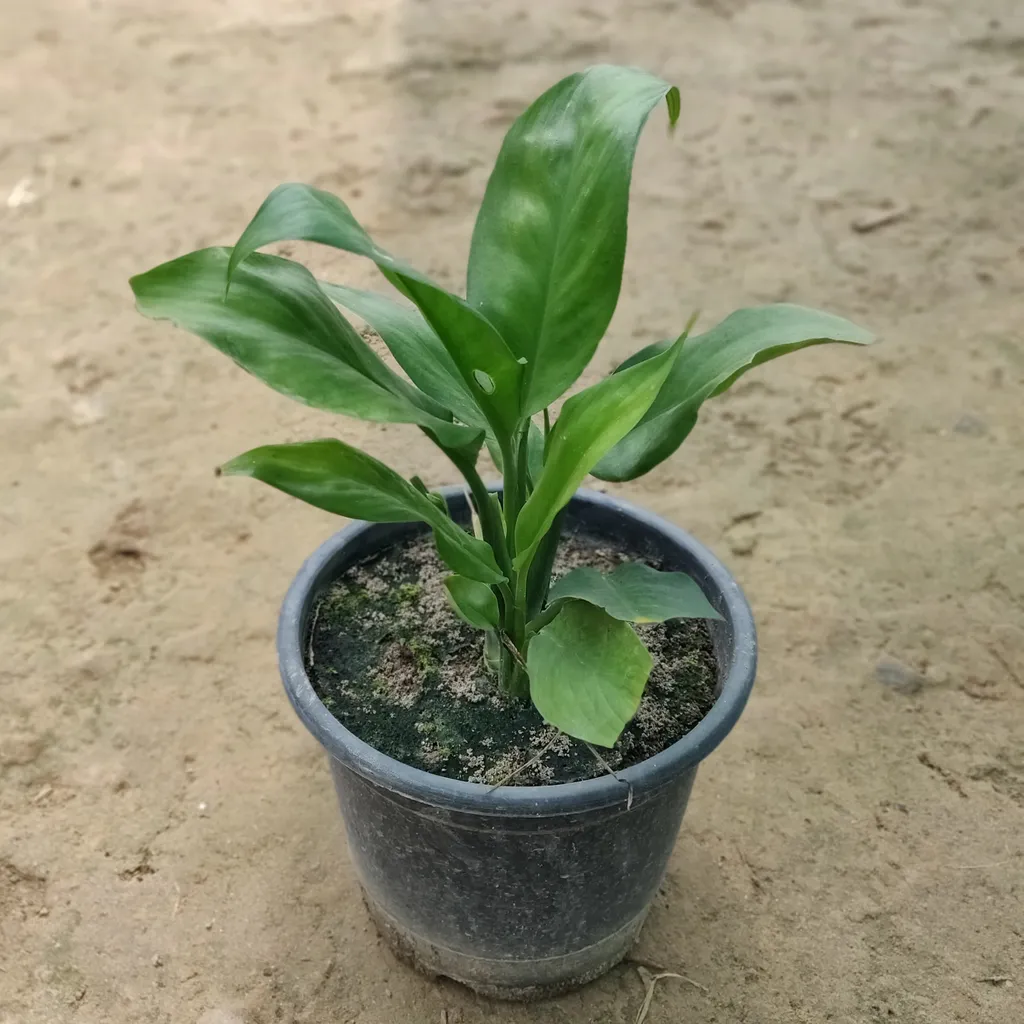 Peace Lily in 5 Inch Plastic Pot