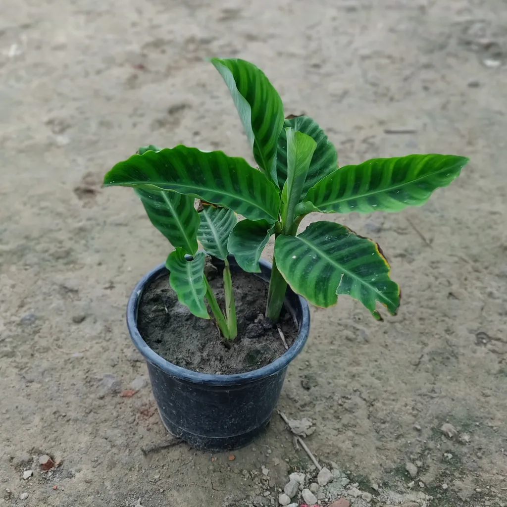 Maranta Prayer Plant in 6 Inch Plastic Pot
