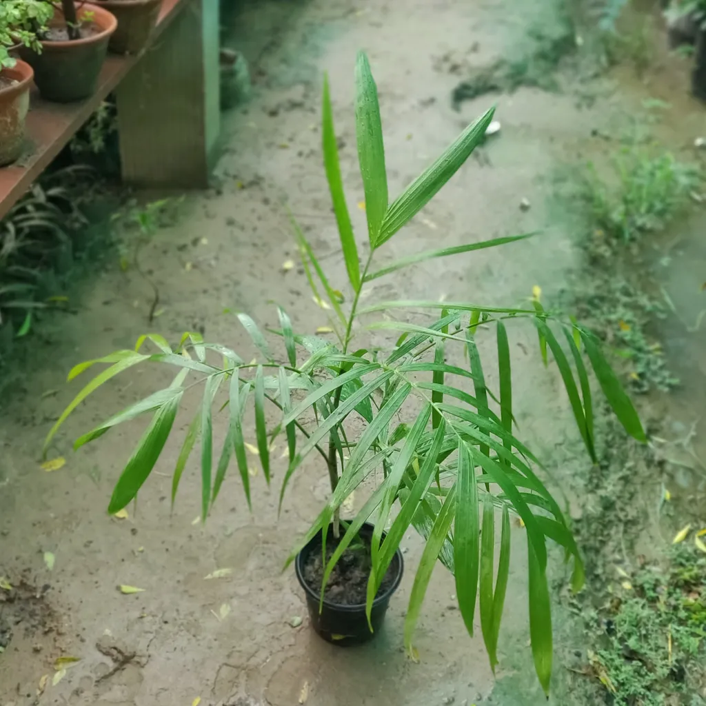 Cane Palm in 6 Inch Plastic Pot