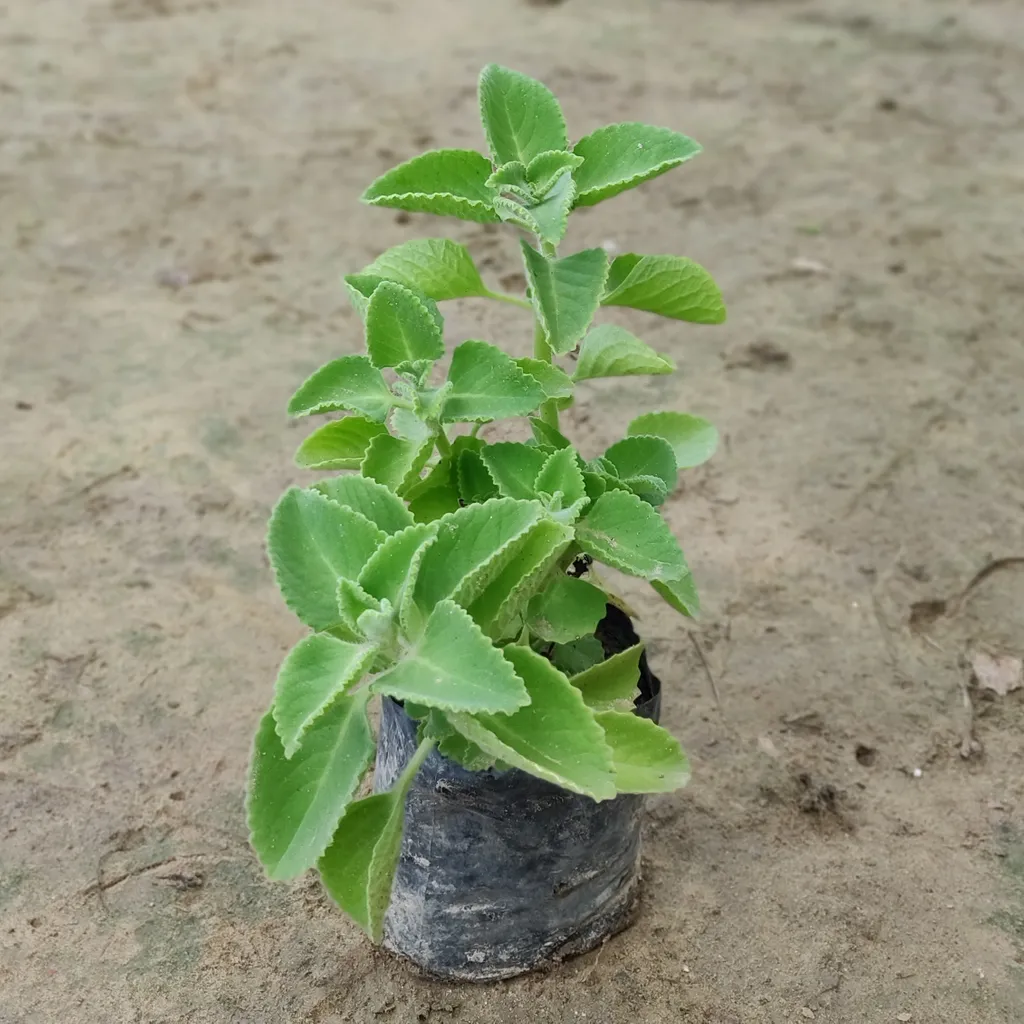 Ajwain Plant in 4 inch Nursery Bag