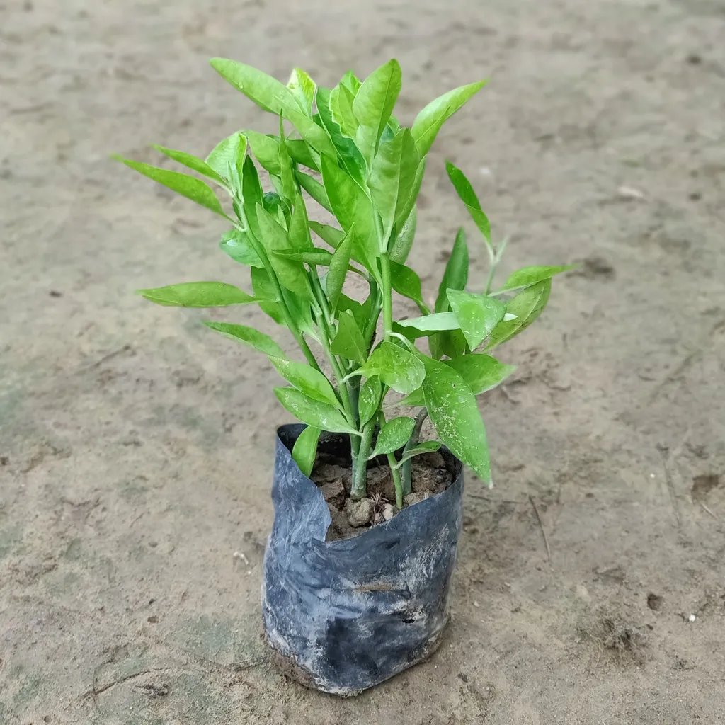 Pedilanthus Green in 4 inch Nursery Bag