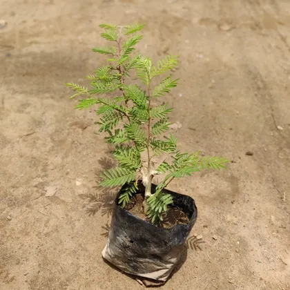 Buy Shami Plant in 4 inch Nursery Bag Online | Urvann.com