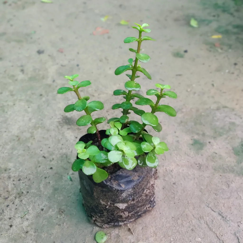 Set of 4 - Jade Plants in 4 inch Nursery Bag