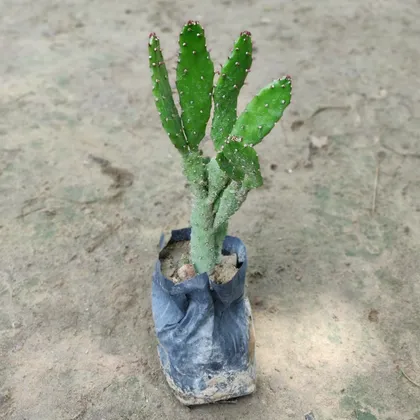Buy Cactus  in 4 inch Nursery Bag Online | Urvann.com