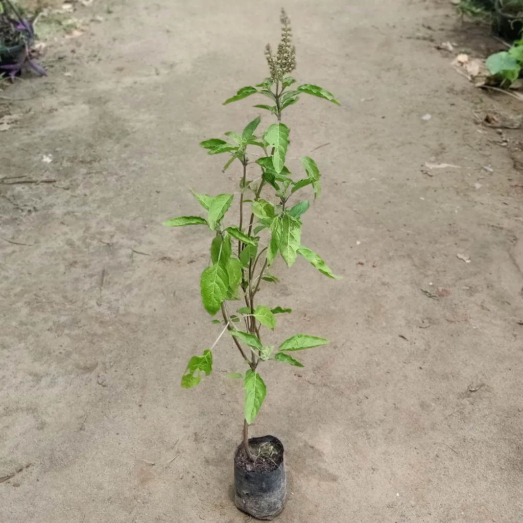 Set of 2 - Tulsi Plant in 4 inch Nursery Bag