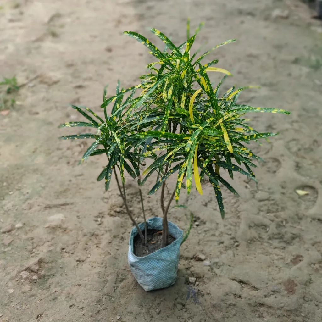 Chironji Croton Plant in 4 inch Nursery Bag