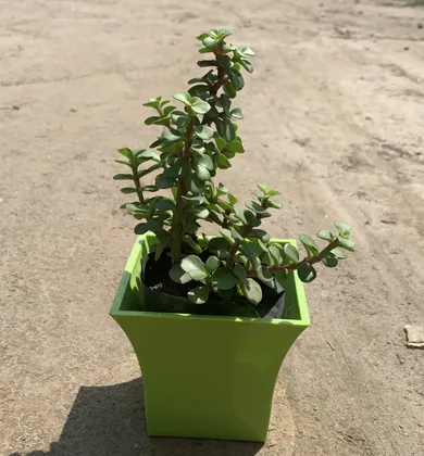 Buy Jade Plant in 4 Inch Square Plastic Pot (Any Colour) Online | Urvann.com