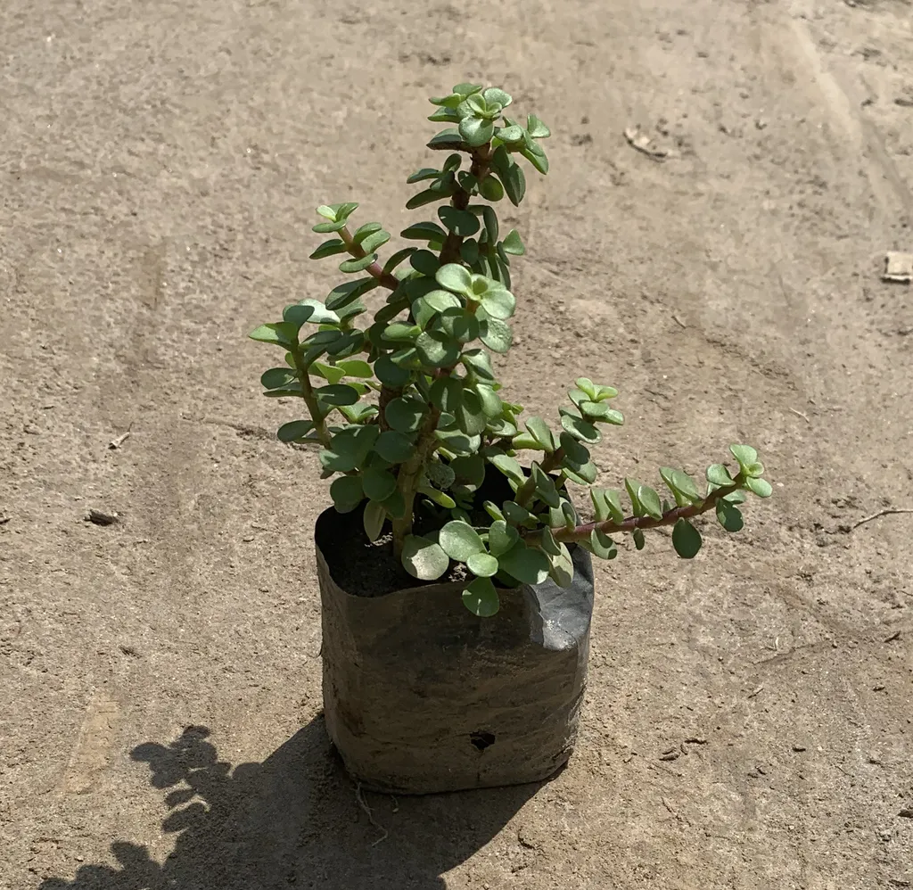 Jade Plant in 2 Inch Nursery Bag