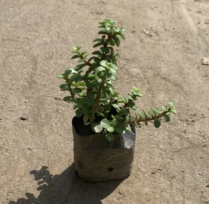 Buy Jade Plant in 2 Inch Nursery Bag Online | Urvann.com