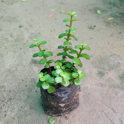 Buy Jade Plant in 4 inch Nursery Bag Online | Urvann.com