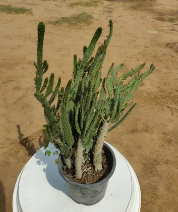 Buy Opuntia Cactus in 2 Inch Plastic Pot Online | Urvann.com