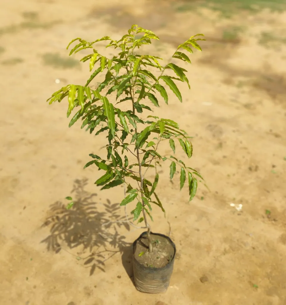Ashoka Tree in 7 Inch Nursery Bag