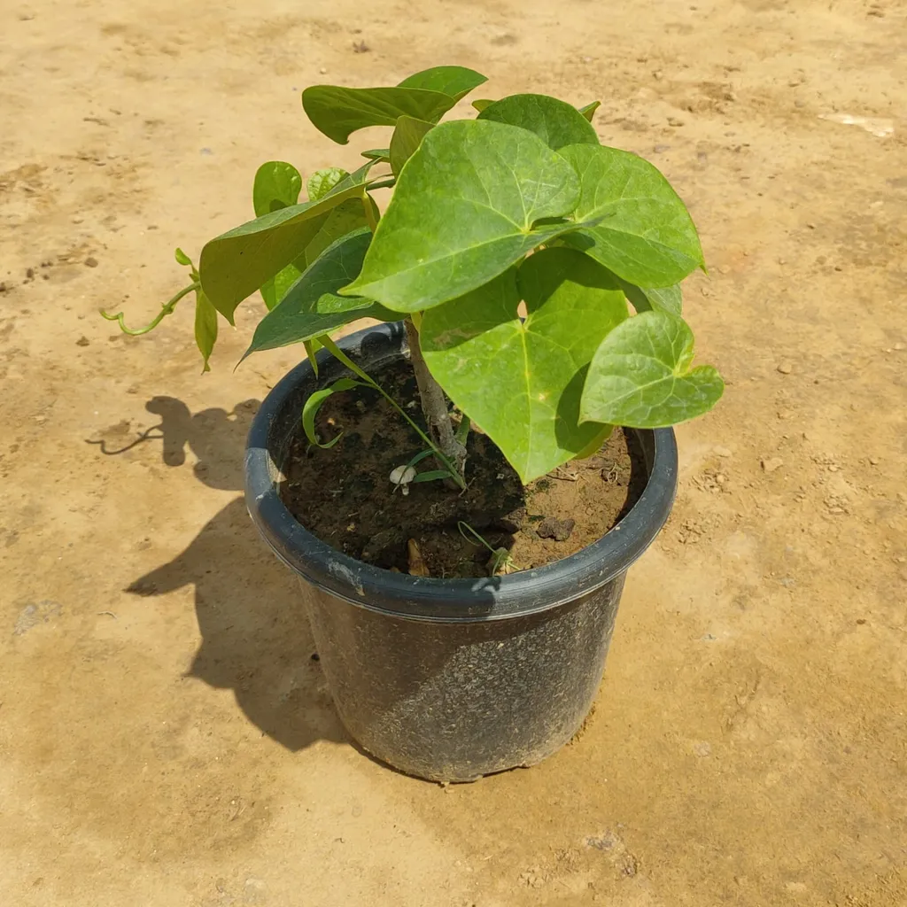 Giloy Medicinal (any colour) in 8 Inch Plastic Pot