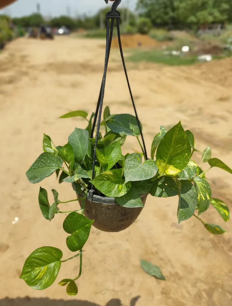Green Money Plant in 7 Inch Hanging Basket